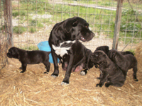 cucciolata cane corso